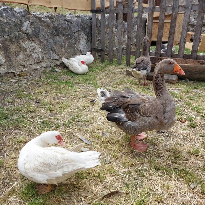 Minifarmička na hrade
