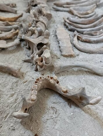 Archeologický nález v kláštore na skalke pri trenčíne - a6f8e3ef-ce95-4bca-a88d-3740d0319001