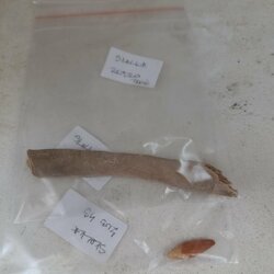 Antropologický výskum zo vzoriek odhalí približný vek kostí