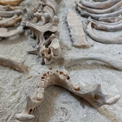 Kostrové pozostatky muža nájdené v krypte pod kaplnkou