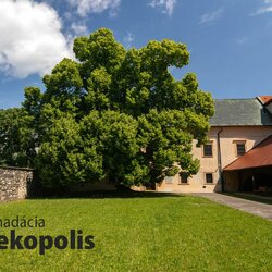 Sutaz strom roka 2025 - lipa malolista- slachticke sidlo rodu ambro